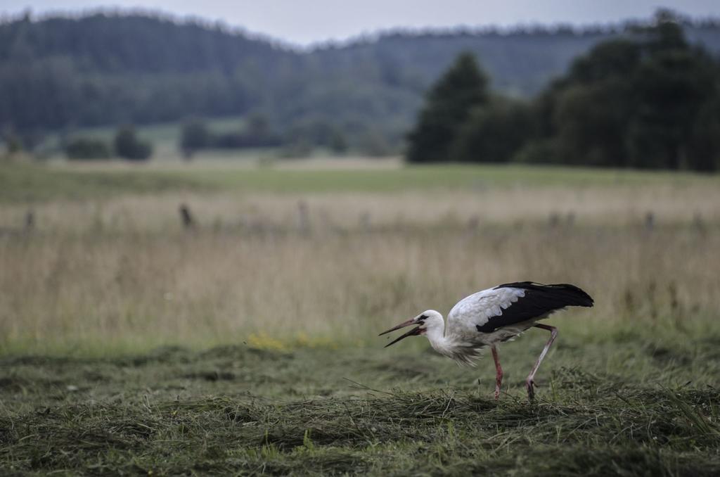 Agropensjonat Stręgielek Exteriér fotografie